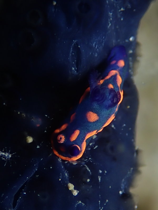 Donut Nembrotha